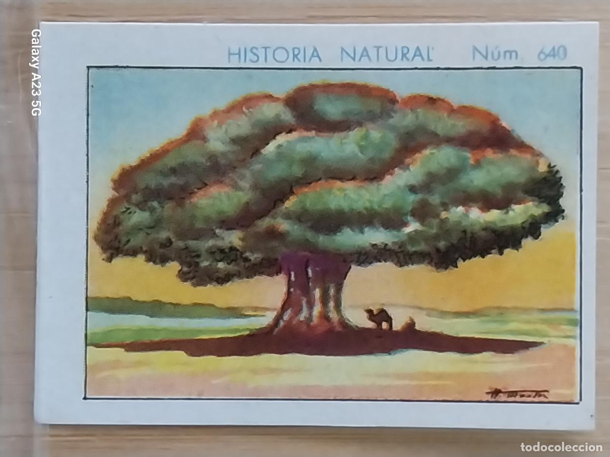 Coleccionismo cromos antiguos: BAOBAB CHOCOLATES JUNCOSA LA CHOCOLATERA ******** A&Ntilde;O 1935 CROMO 640 4.5X3.5CMS HISTORIA NATURAL