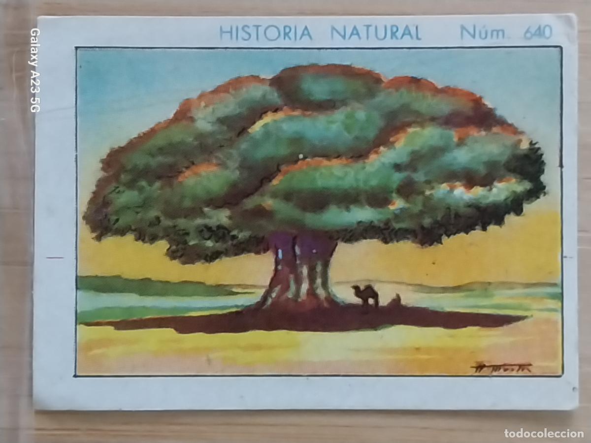 Coleccionismo cromos antiguos: BAOBAB CHOCOLATES JUNCOSA LA CHOCOLATERA ******* A&Ntilde;O 1935 CROMO 640 4.5X3.5CMS HISTORIA NATURAL