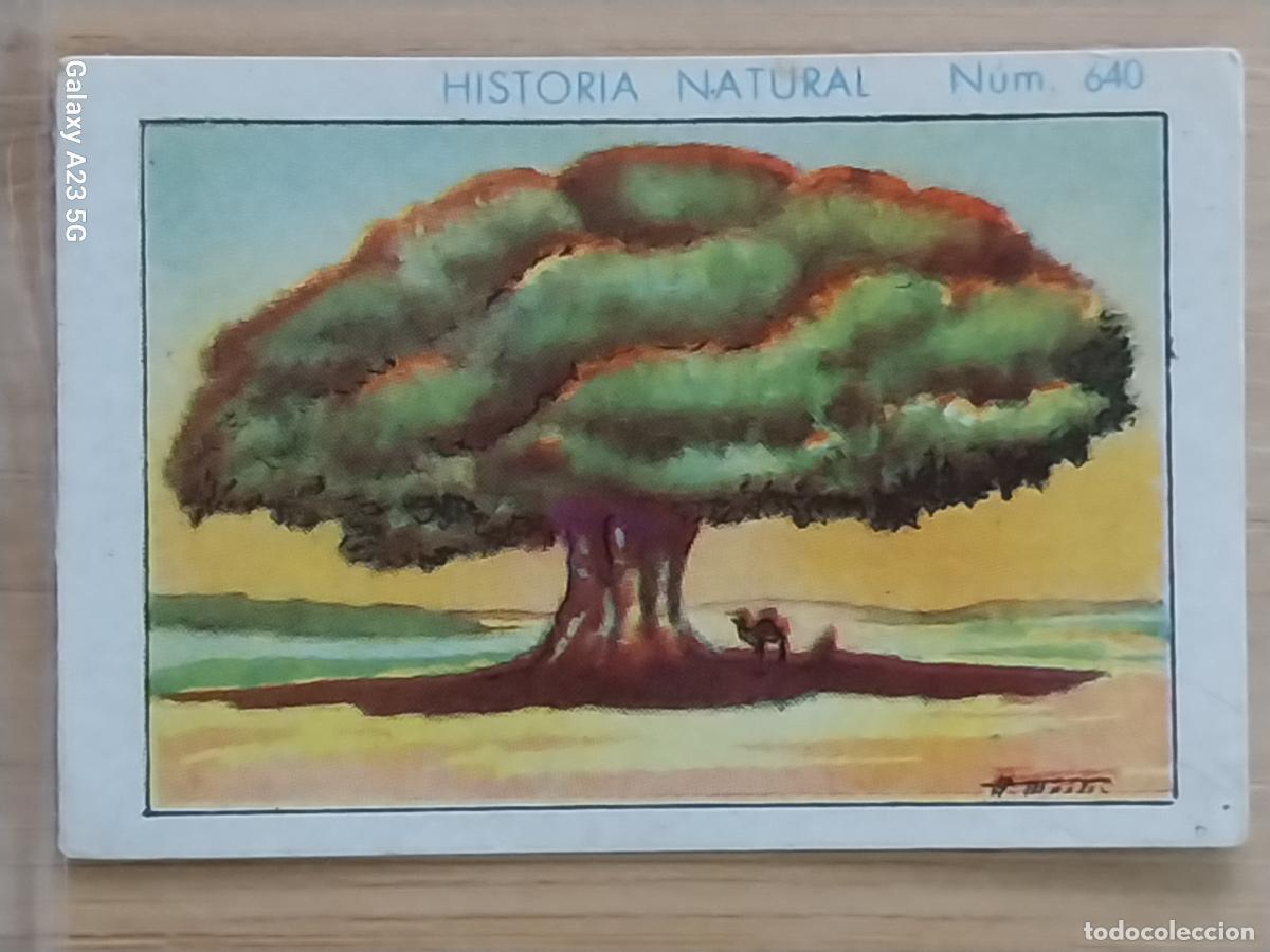Coleccionismo cromos antiguos: BAOBAB CHOCOLATES JUNCOSA LA CHOCOLATERA ****** A&Ntilde;O 1935 CROMO 640 4.5X3.5CMS HISTORIA NATURAL