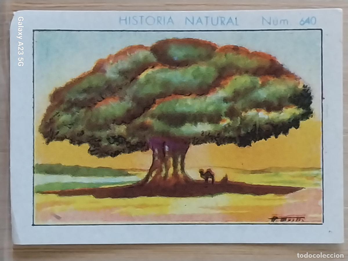 Collezionismo Figurine antiche: BAOBAB CHOCOLATES JUNCOSA LA CHOCOLATERA ***** A&Ntilde;O 1935 CROMO 640 4.5X3.5CMS HISTORIA NATURAL
