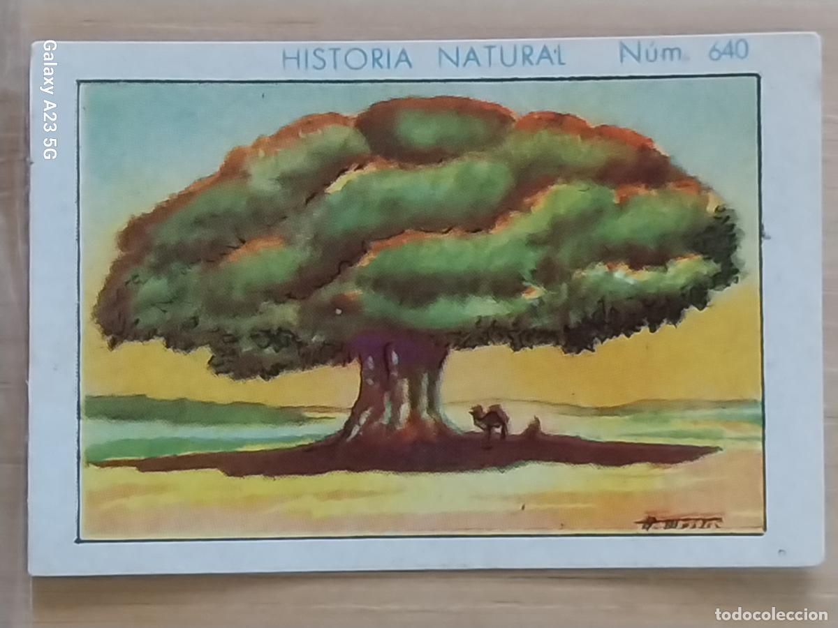 Collezionismo Figurine antiche: BAOBAB CHOCOLATES JUNCOSA LA CHOCOLATERA **** A&Ntilde;O 1935 CROMO 640 4.5X3.5CMS HISTORIA NATURAL