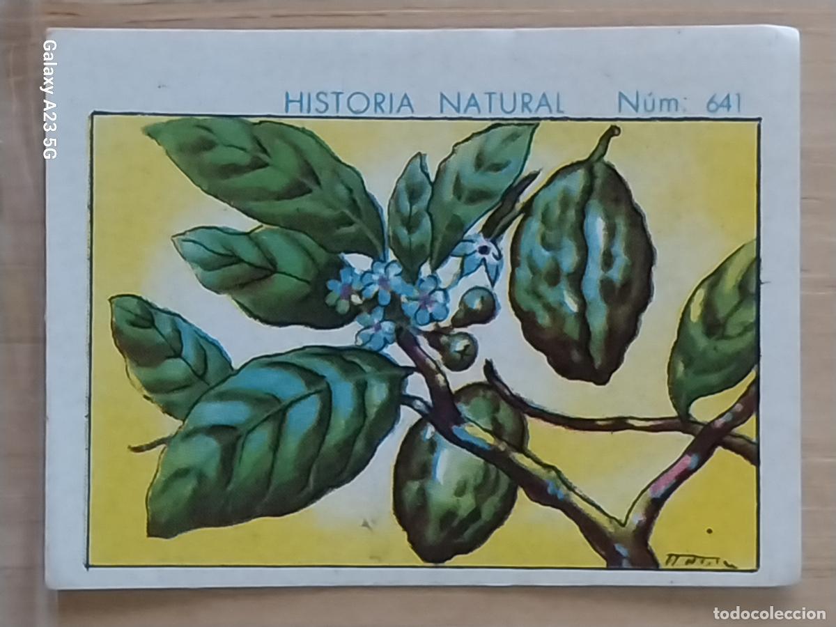 Collezionismo Figurine antiche: KOLA CHOCOLATES JUNCOSA LA CHOCOLATERA *___________ A&Ntilde;O 1935 CROMO 641 4.5X3.5CMS HISTORIA NATURAL