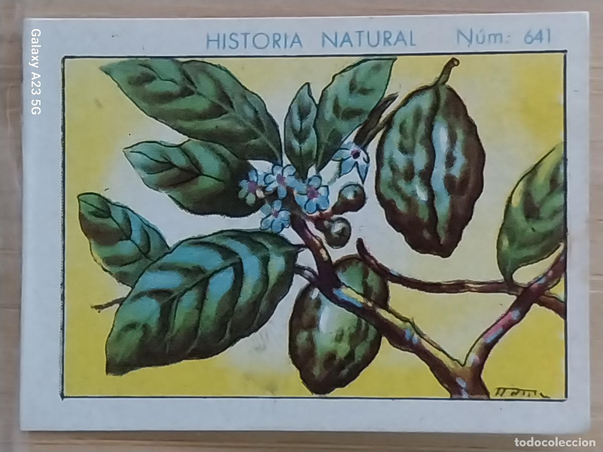Coleccionismo cromos antiguos: KOLA CHOCOLATES JUNCOSA LA CHOCOLATERA *__________ A&Ntilde;O 1935 CROMO 641 4.5X3.5CMS HISTORIA NATURAL
