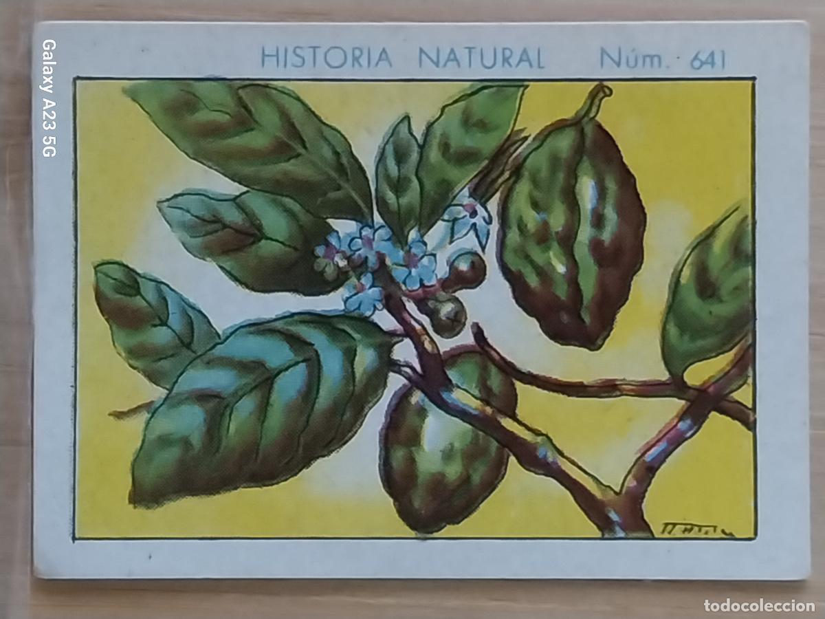 Coleccionismo cromos antiguos: KOLA CHOCOLATES JUNCOSA LA CHOCOLATERA *_________ A&Ntilde;O 1935 CROMO 641 4.5X3.5CMS HISTORIA NATURAL
