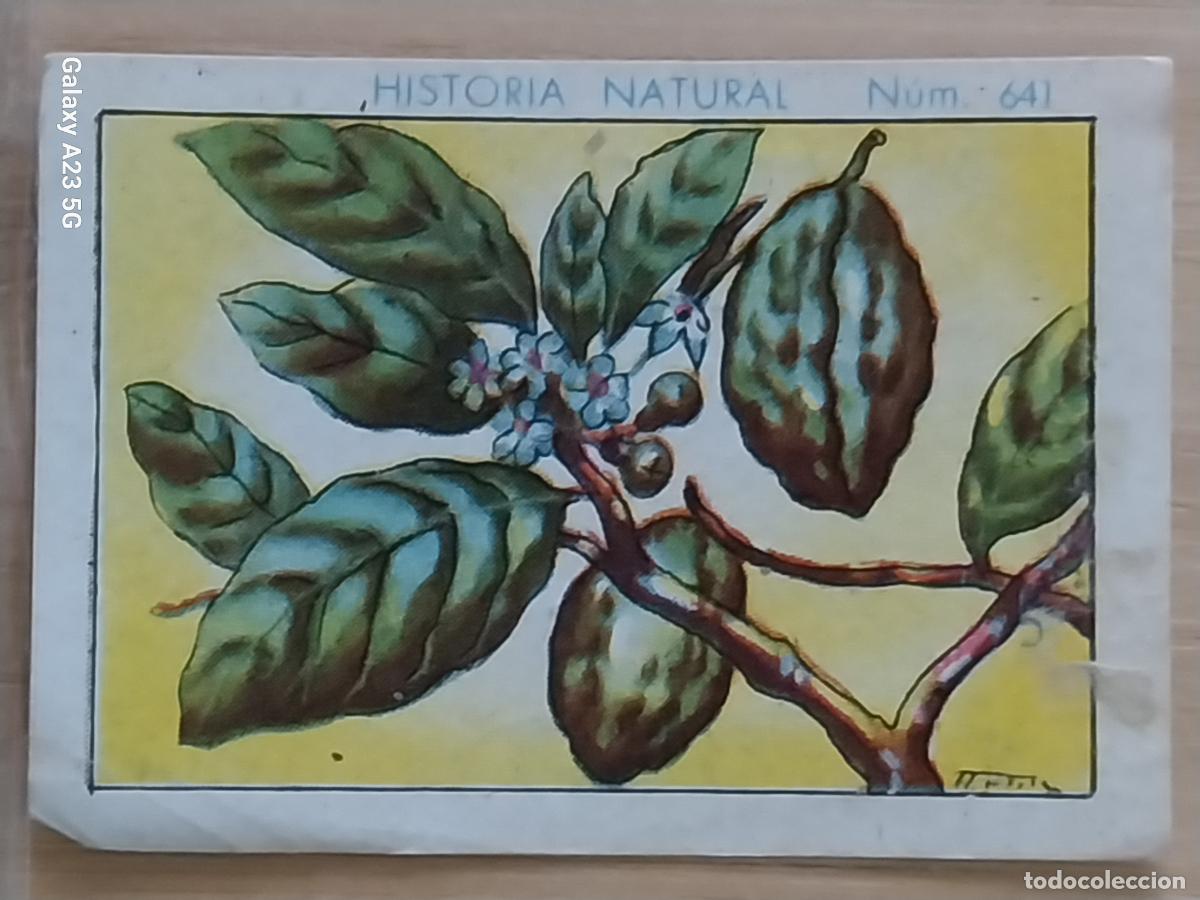 Coleccionismo cromos antiguos: KOLA CHOCOLATES JUNCOSA LA CHOCOLATERA *________ A&Ntilde;O 1935 CROMO 641 4.5X3.5CMS HISTORIA NATURAL