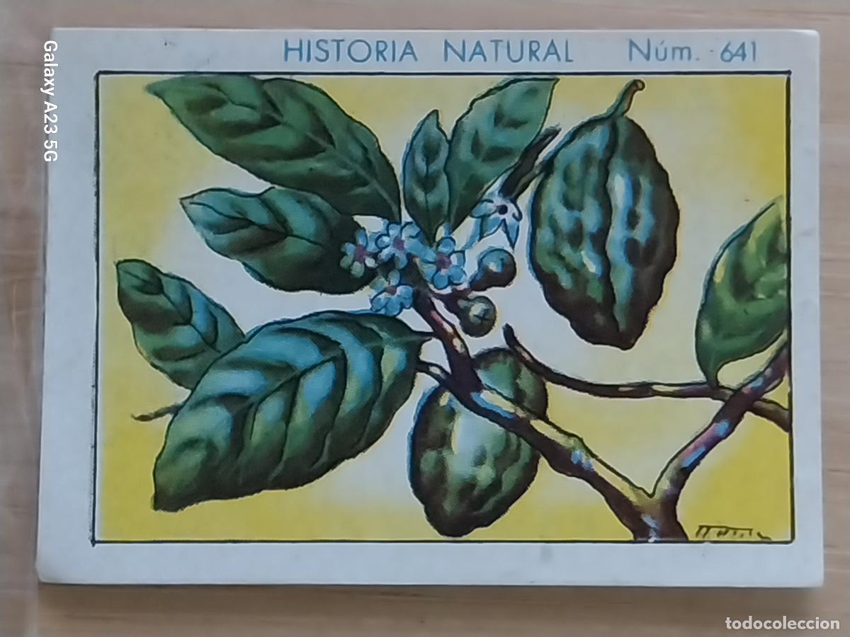 Coleccionismo cromos antiguos: KOLA CHOCOLATES JUNCOSA LA CHOCOLATERA *_______ A&Ntilde;O 1935 CROMO 641 4.5X3.5CMS HISTORIA NATURAL