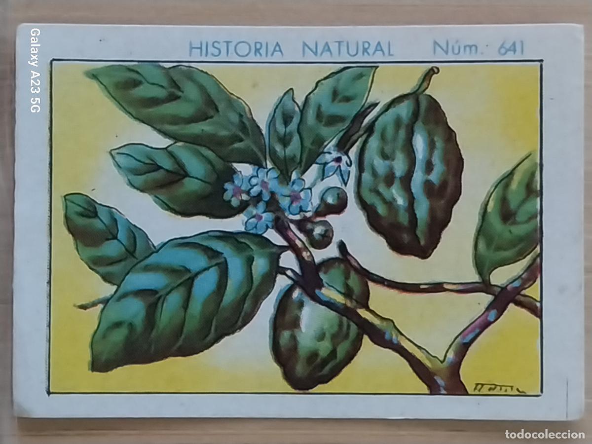 Coleccionismo cromos antiguos: KOLA CHOCOLATES JUNCOSA LA CHOCOLATERA *______ A&Ntilde;O 1935 CROMO 641 4.5X3.5CMS HISTORIA NATURAL