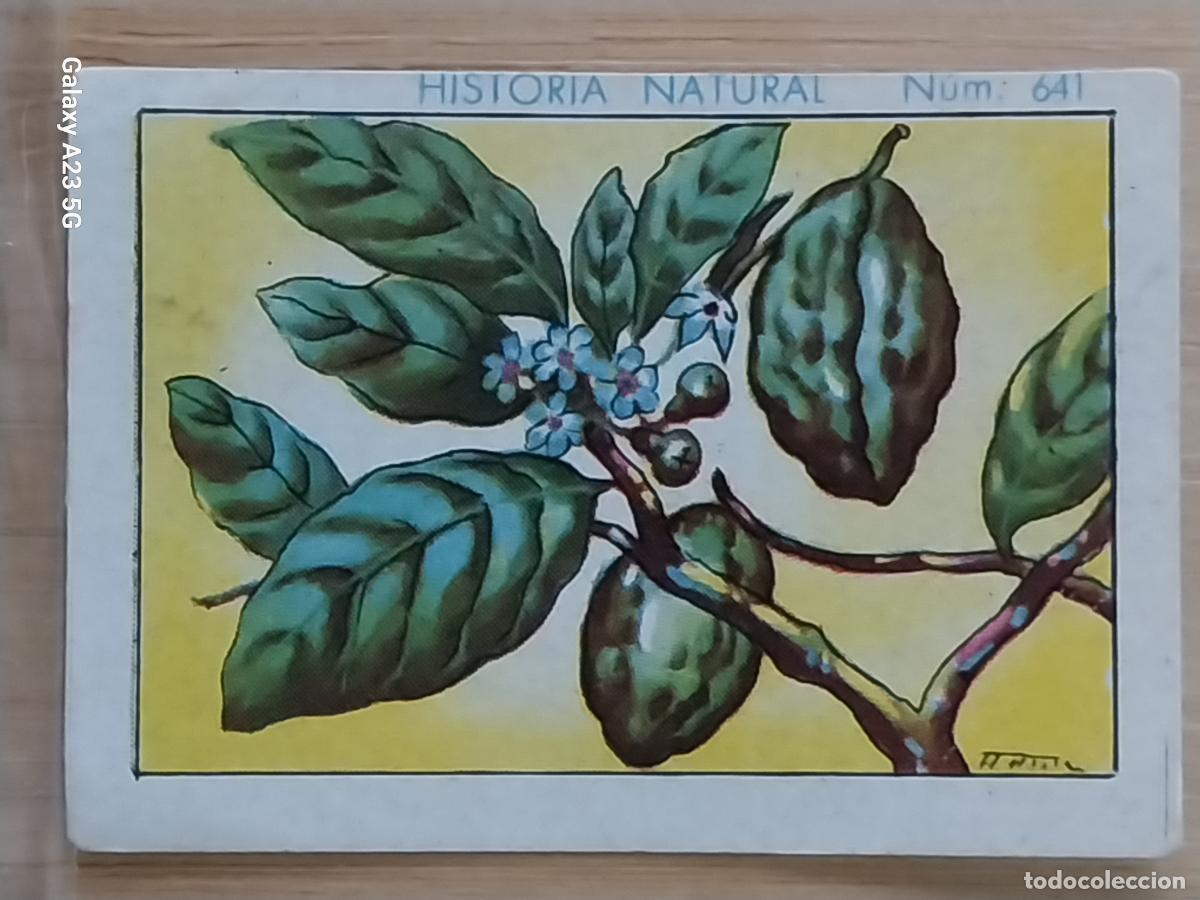 Coleccionismo cromos antiguos: KOLA CHOCOLATES JUNCOSA LA CHOCOLATERA *_____ A&Ntilde;O 1935 CROMO 641 4.5X3.5CMS HISTORIA NATURAL