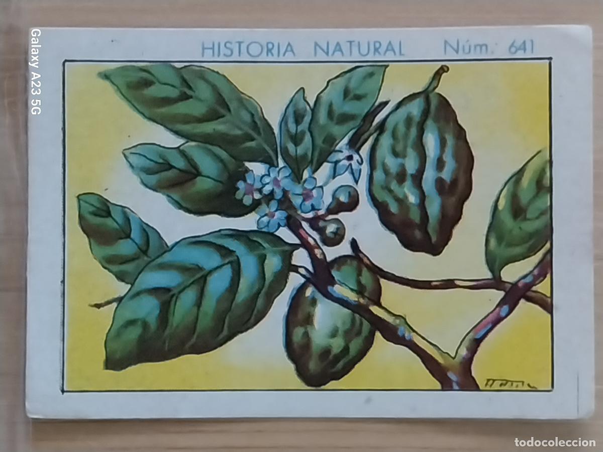 Coleccionismo cromos antiguos: KOLA CHOCOLATES JUNCOSA LA CHOCOLATERA *____ A&Ntilde;O 1935 CROMO 641 4.5X3.5CMS HISTORIA NATURAL