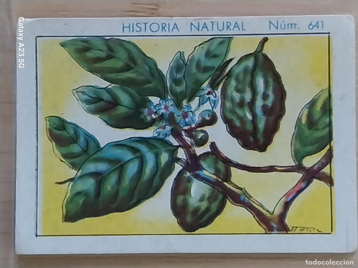 Coleccionismo cromos antiguos: KOLA CHOCOLATES JUNCOSA LA CHOCOLATERA *___ A&Ntilde;O 1935 CROMO 641 4.5X3.5CMS HISTORIA NATURAL