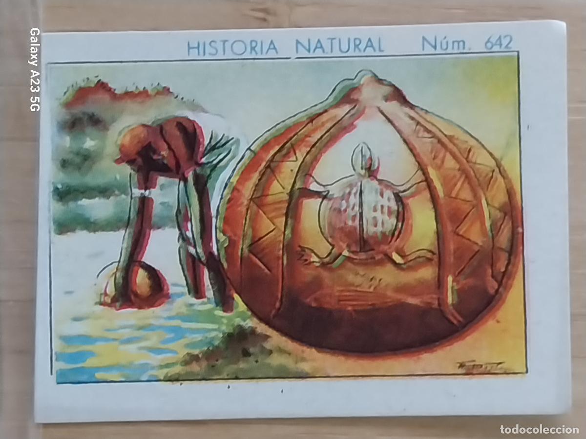 Sammeln alte Sammelbilder: CALABAZA CHOCOLATES JUNCOSA LA CHOCOLATERA _________ A&Ntilde;O 1935 CROMO 642 4.5X3.5CMS HISTORIA NATURAL