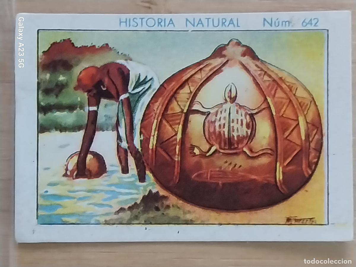 Coleccionismo cromos antiguos: CALABAZA CHOCOLATES JUNCOSA LA CHOCOLATERA ________ A&Ntilde;O 1935 CROMO 642 4.5X3.5CMS HISTORIA NATURAL