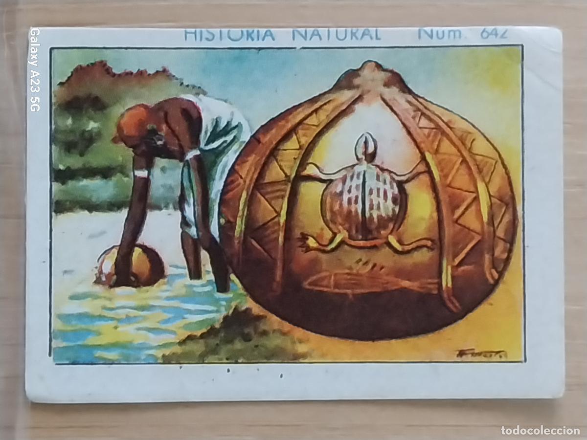 Coleccionismo cromos antiguos: CALABAZA CHOCOLATES JUNCOSA LA CHOCOLATERA _______ A&Ntilde;O 1935 CROMO 642 4.5X3.5CMS HISTORIA NATURAL