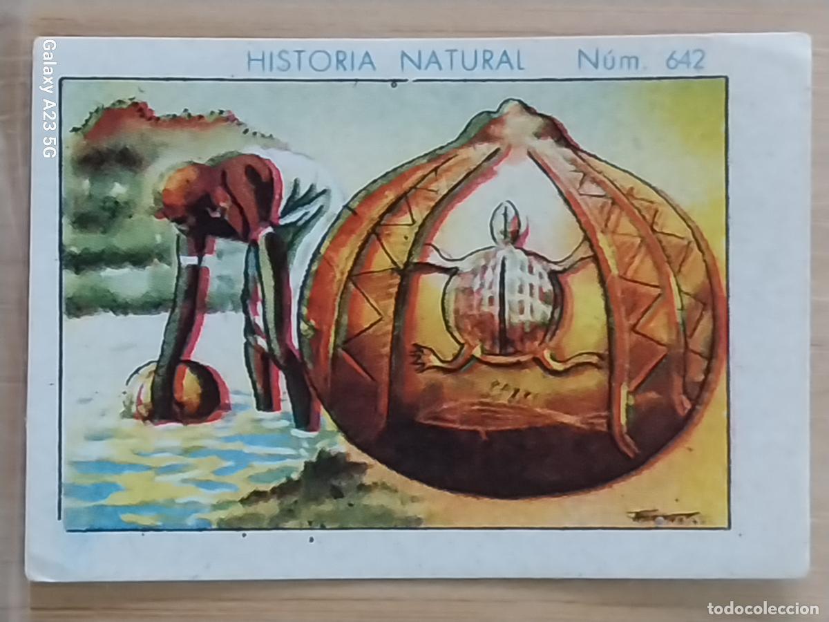 Sammeln alte Sammelbilder: CALABAZA CHOCOLATES JUNCOSA LA CHOCOLATERA ______ A&Ntilde;O 1935 CROMO 642 4.5X3.5CMS HISTORIA NATURAL