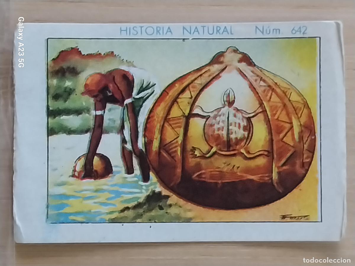 Coleccionismo cromos antiguos: CALABAZA CHOCOLATES JUNCOSA LA CHOCOLATERA _____ A&Ntilde;O 1935 CROMO 642 4.5X3.5CMS HISTORIA NATURAL