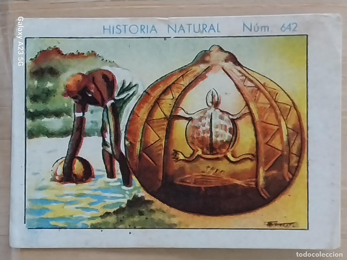 Coleccionismo cromos antiguos: CALABAZA CHOCOLATES JUNCOSA LA CHOCOLATERA ____ A&Ntilde;O 1935 CROMO 642 4.5X3.5CMS HISTORIA NATURAL