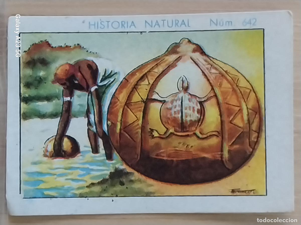 Coleccionismo cromos antiguos: CALABAZA CHOCOLATES JUNCOSA LA CHOCOLATERA ___ A&Ntilde;O 1935 CROMO 642 4.5X3.5CMS HISTORIA NATURAL