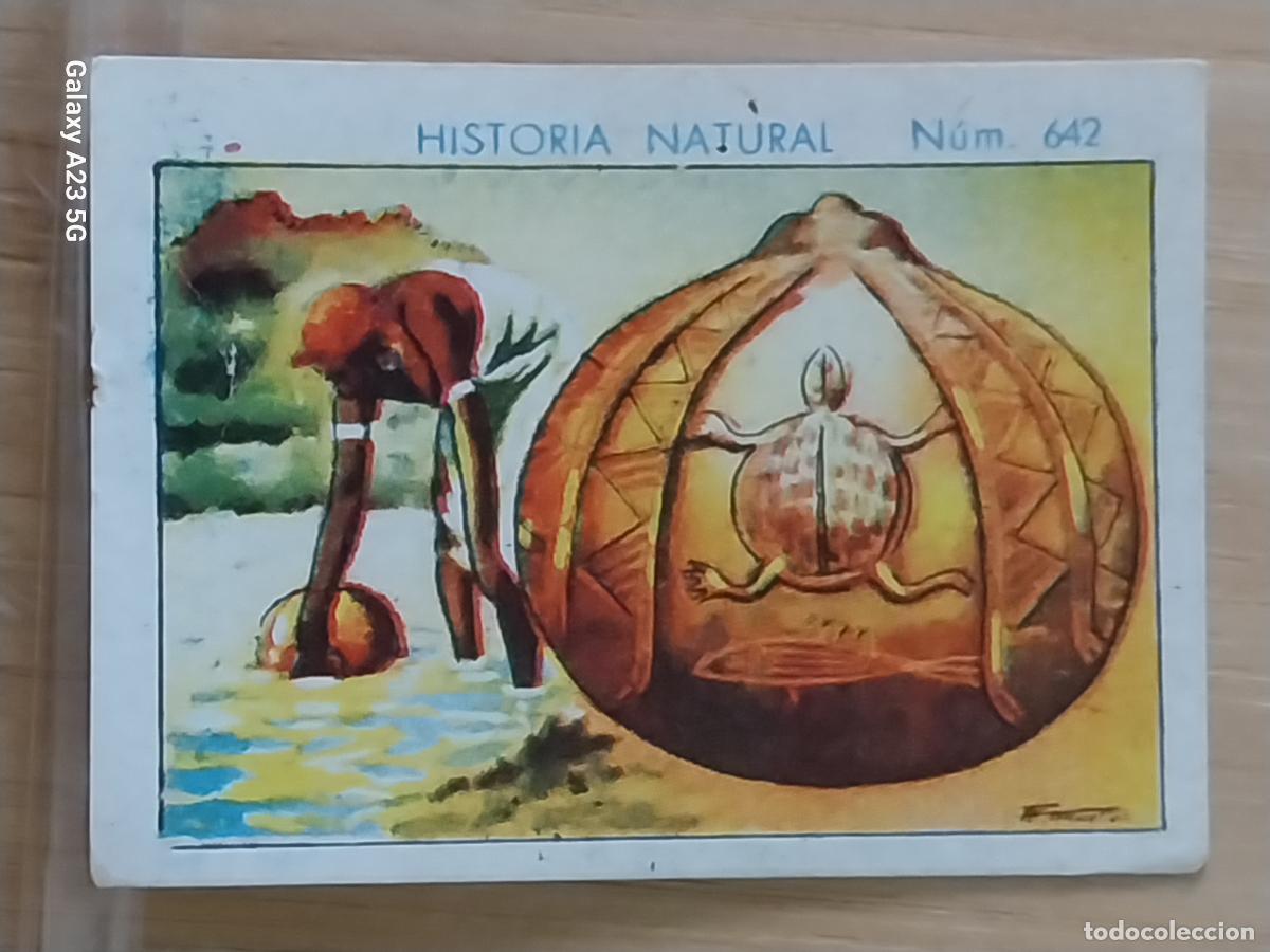Coleccionismo cromos antiguos: CALABAZA CHOCOLATES JUNCOSA LA CHOCOLATERA __ A&Ntilde;O 1935 CROMO 642 4.5X3.5CMS HISTORIA NATURAL