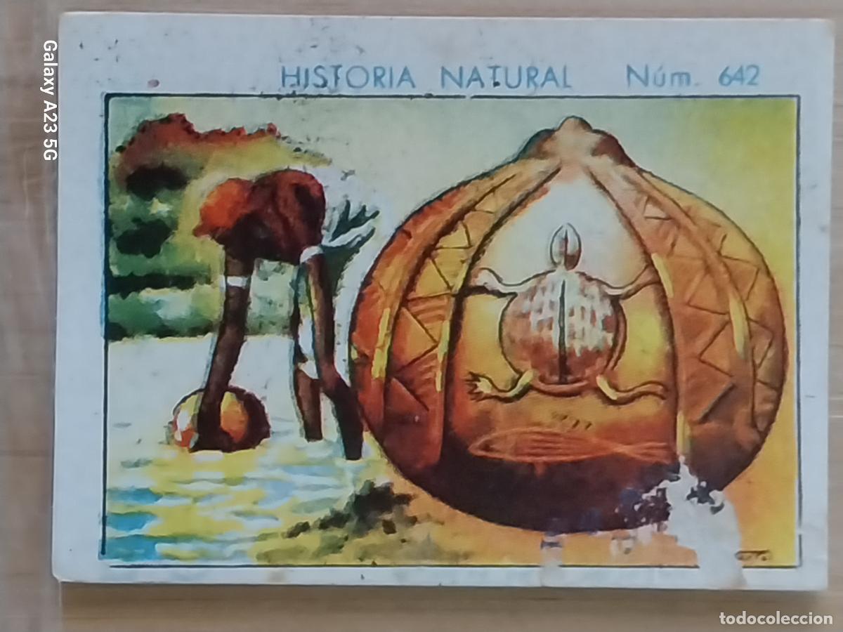 Coleccionismo cromos antiguos: CALABAZA CHOCOLATES JUNCOSA LA CHOCOLATERA _ A&Ntilde;O 1935 CROMO 642 4.5X3.5CMS HISTORIA NATURAL