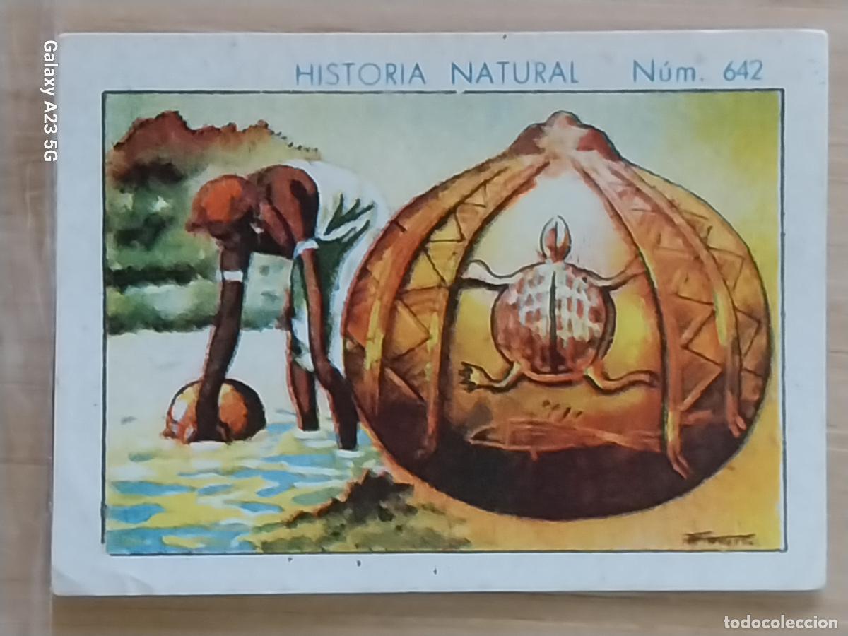 Coleccionismo cromos antiguos: CALABAZA CHOCOLATES JUNCOSA LA CHOCOLATERA A&Ntilde;O 1935 CROMO 642 4.5X3.5CMS HISTORIA NATURAL