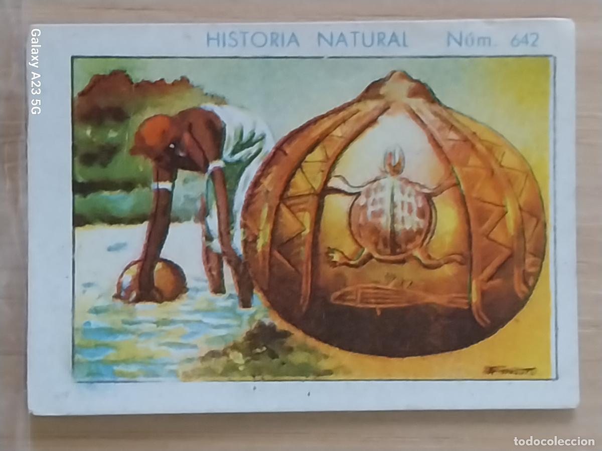 Coleccionismo cromos antiguos: CALABAZA CHOCOLATES JUNCOSA LA CHOCOLATERA A&Ntilde;O 1935 ********** CROMO 642 4.5X3.5CMS HISTORIA NATURAL