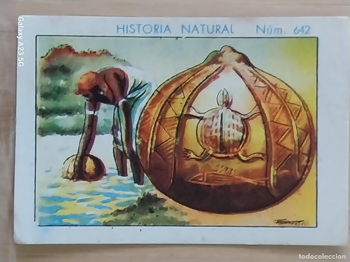 Coleccionismo cromos antiguos: CALABAZA CHOCOLATES JUNCOSA LA CHOCOLATERA A&Ntilde;O 1935 ******* CROMO 642 4.5X3.5CMS HISTORIA NATURAL