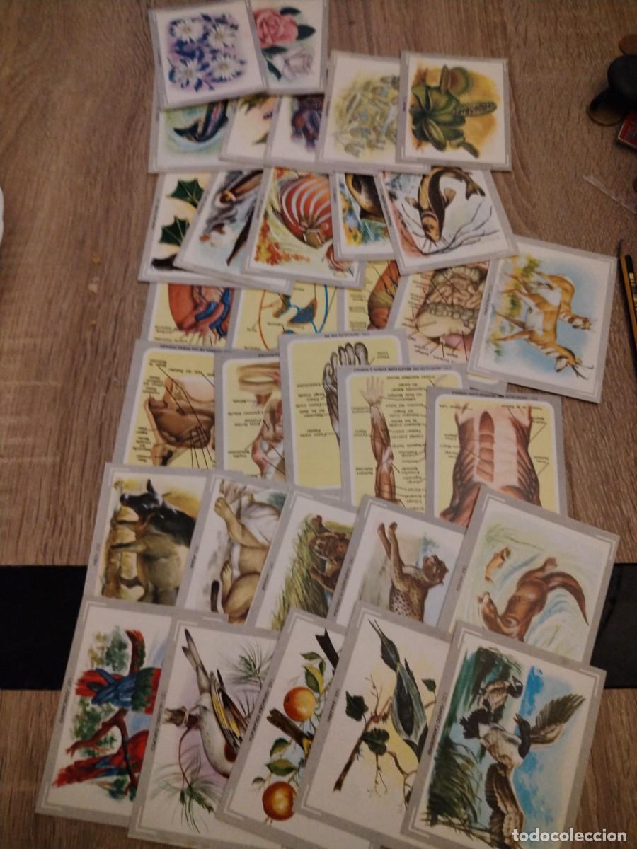 Coleccionismo cromos antiguos: Vida y color, del &aacute;lbum amarillo