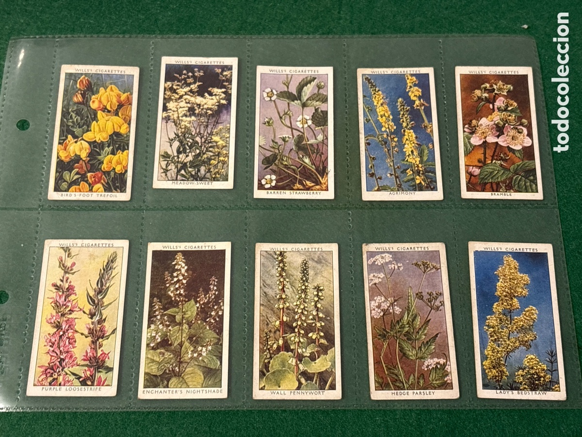 Collectable Antique Stickers: Antiguos cromos, Wild Flowers, cigarrillos tabaco Wills (A17)