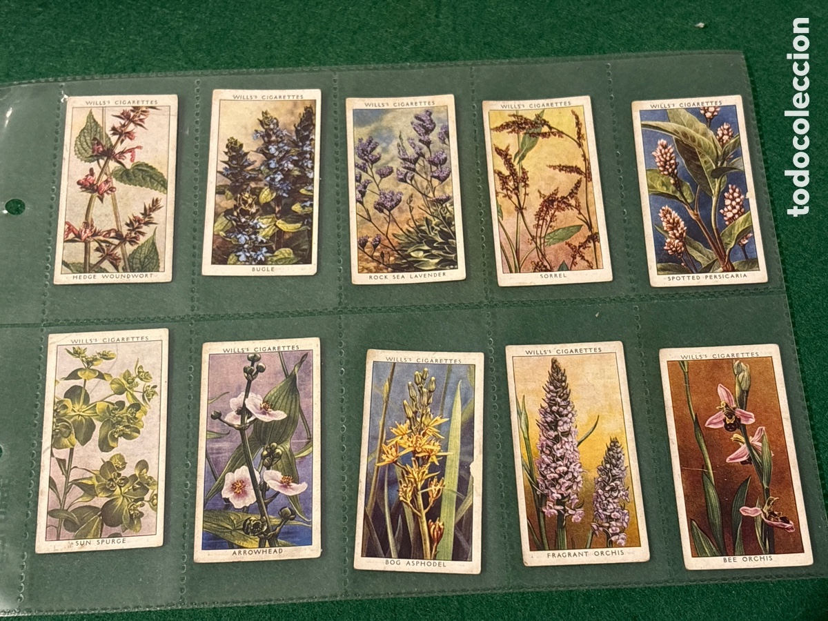 Collectable Antique Stickers: Antiguos cromos, Wild Flowers, cigarrillos tabaco Wills (A17)