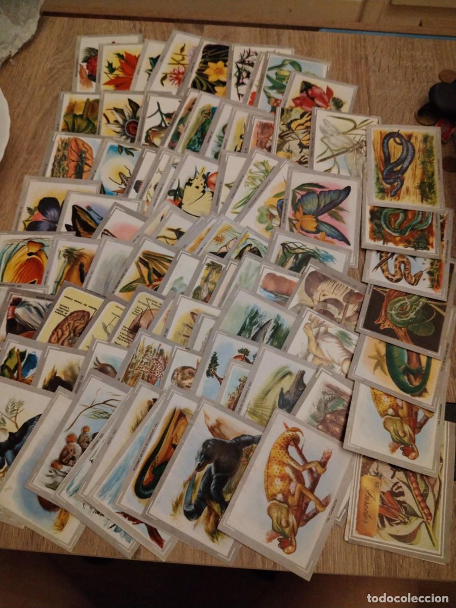 Coleccionismo cromos antiguos: Naturaleza y color - lote de 87 cromos