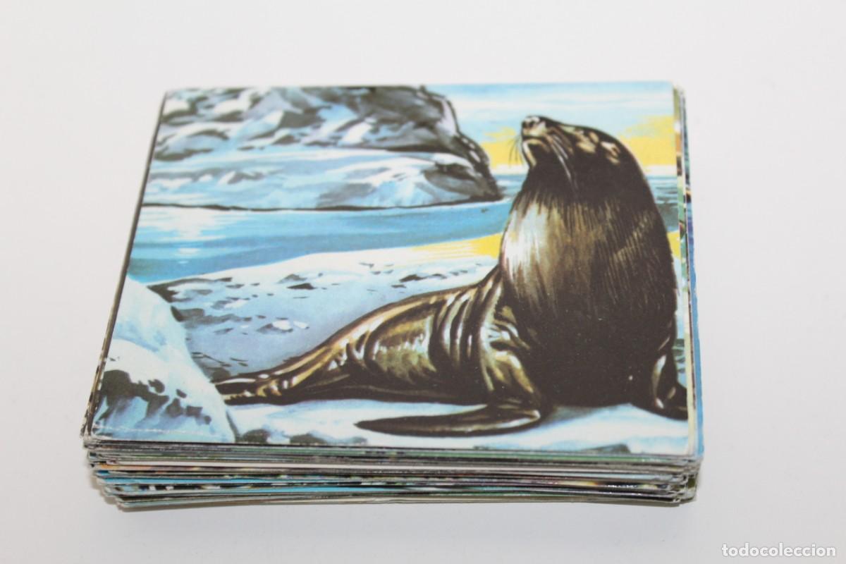 Sammeln alte Sammelbilder: LOTE DE 104 CROMOS SIN REPETIR DE EL MUNDO SUBMARINO REPRODUCCIONES EDITORIALES - A&Ntilde;O 1973