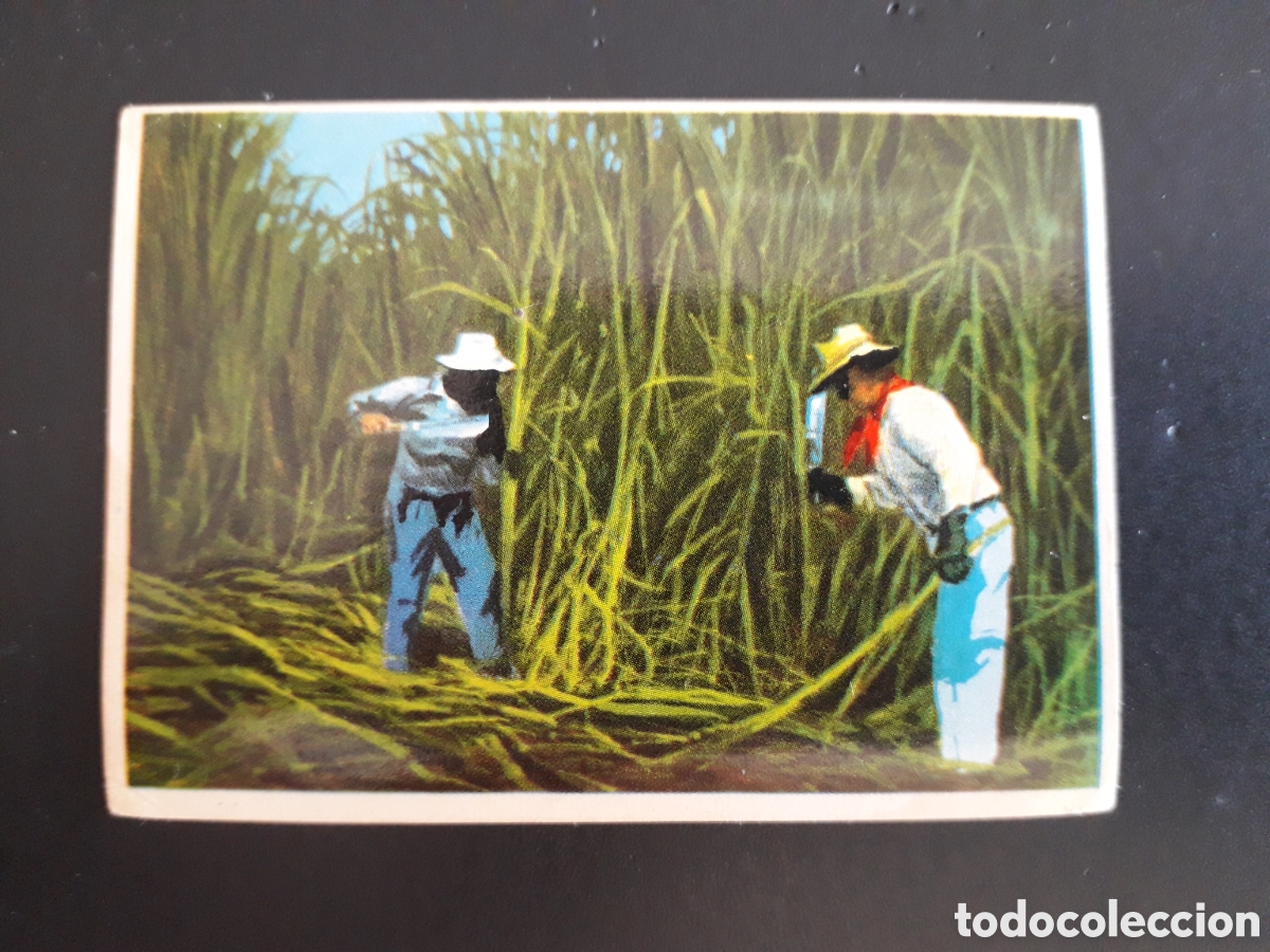 Coleccionismo cromos antiguos: CA&Ntilde;A DE AZ&Uacute;CAR, CUBA. LA VUELTA AL MUNDO CON BIMBO 1966 N&deg; 62 SIN PEGAR, PEDIDO M&Iacute;NIMO 3&euro;
