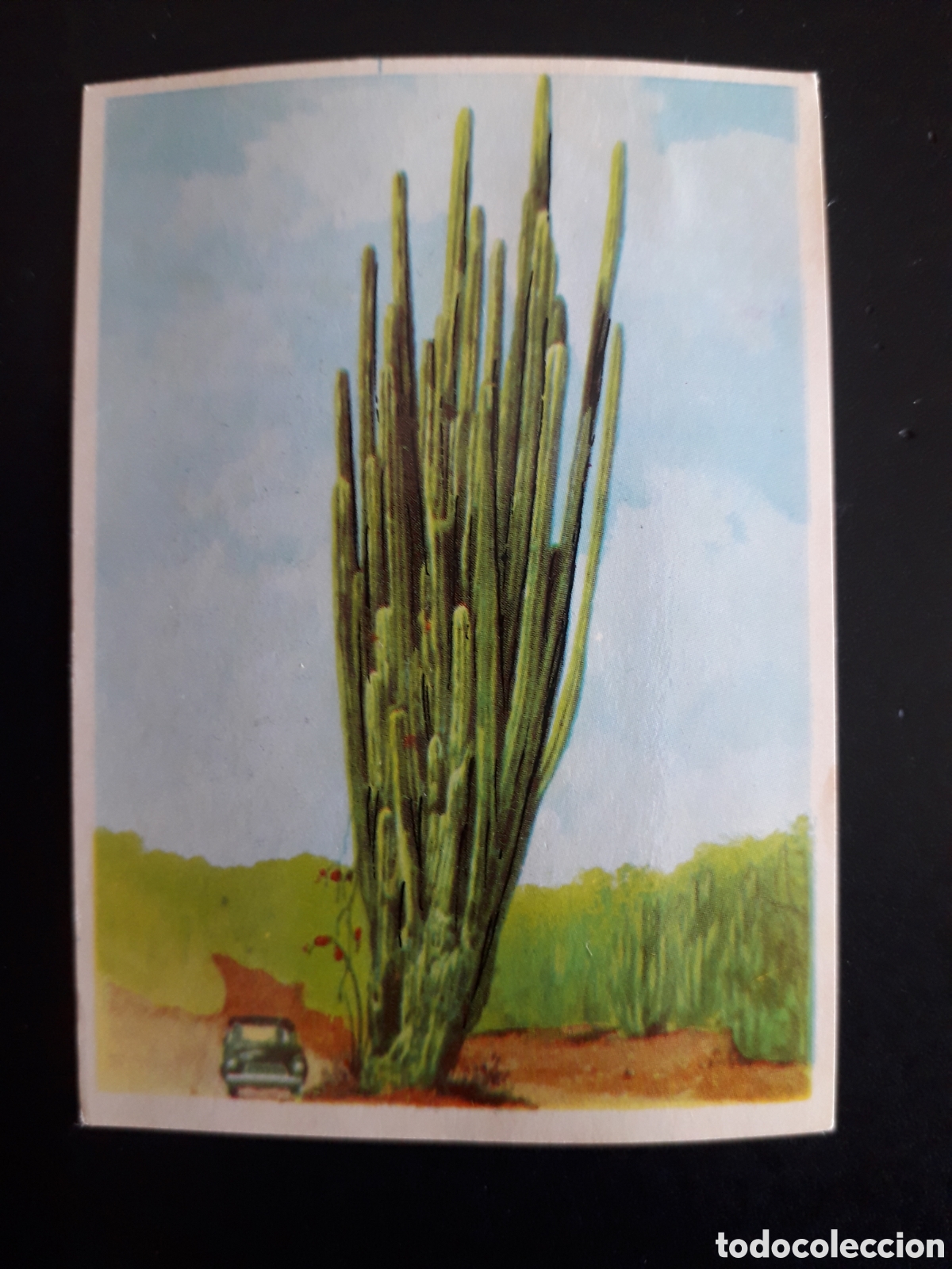 Coleccionismo cromos antiguos: CACTUS, NUEVO M&Eacute;XICO. LA VUELTA AL MUNDO CON BIMBO 1966 N&deg; 79 SIN PEGAR, PEDIDO M&Iacute;NIMO 3&euro;