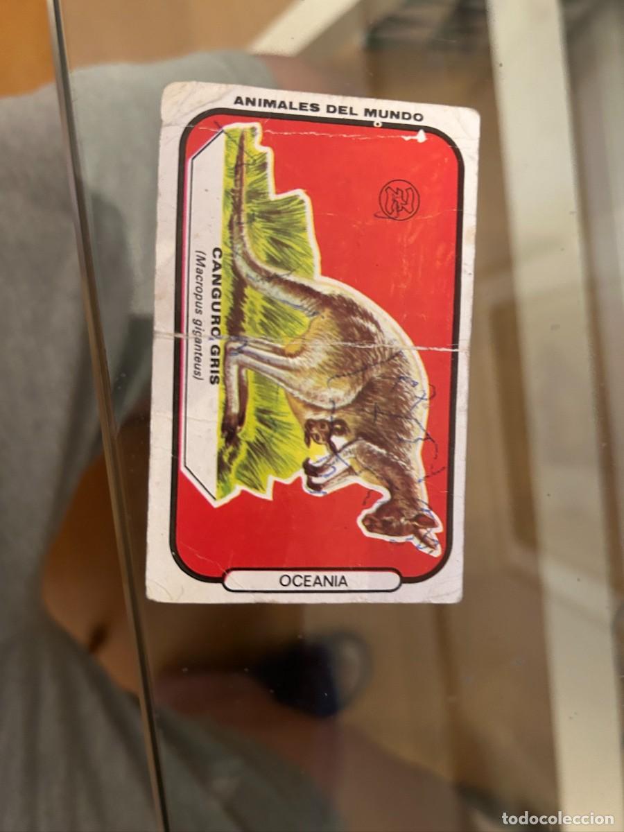 Coleccionismo cromos antiguos: animales del mundo zahor canguro gris como se ve