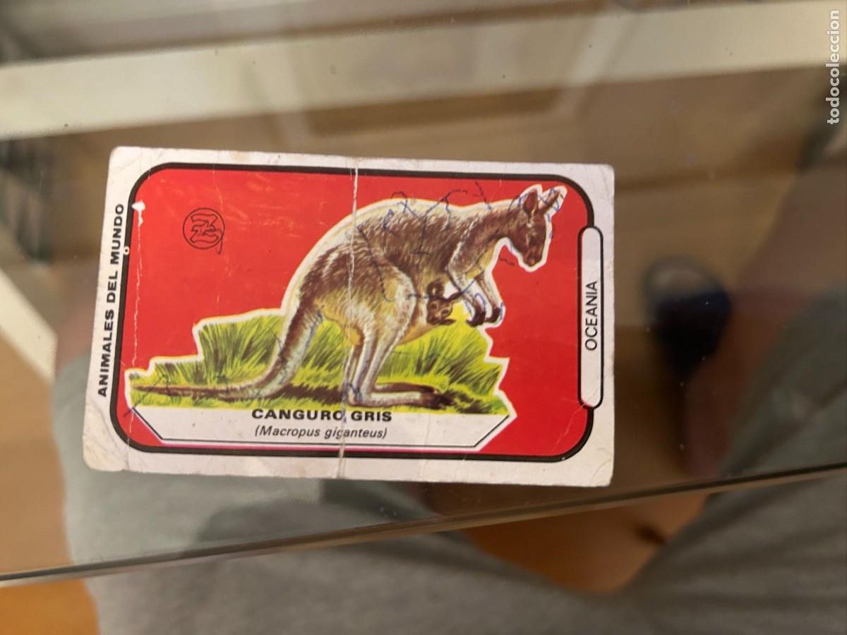 Collectable Antique Stickers: animales del mundo zahor canguro gris como se ve