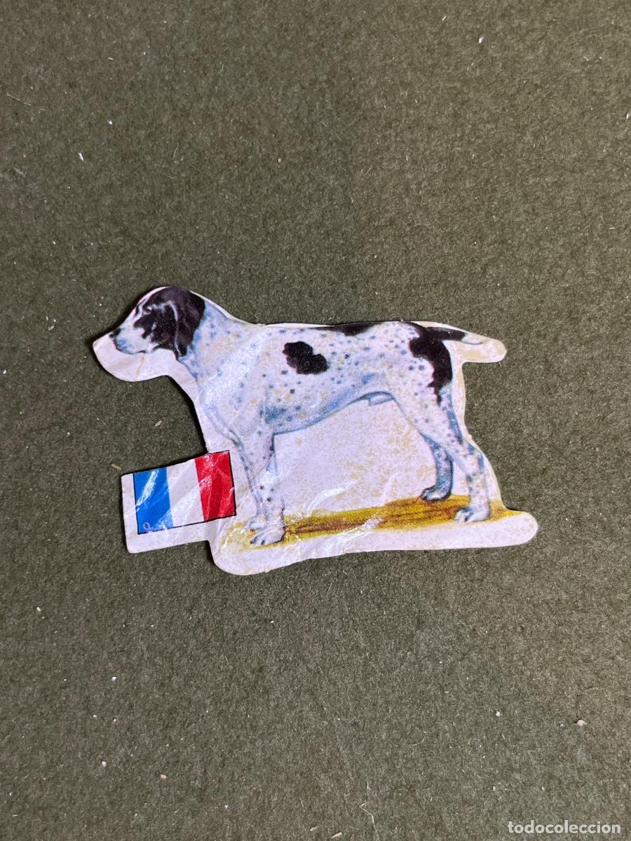 Colecionismo Cromos antigos: Cromo troquelado Panrico El Mundo de los Perros &ndash; Azul de Auvernia (Francia) &ndash; A&ntilde;os 70