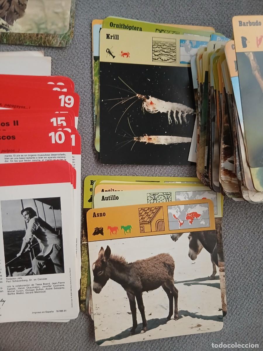 Coleccionismo cromos antiguos: Coleccion de fichas de animales RECONTRE. A&ntilde;o 1978