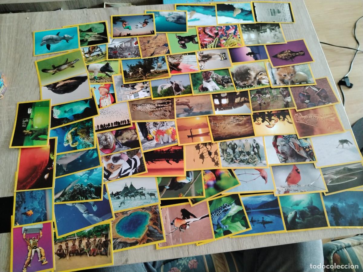 Coleccionismo cromos antiguos: national geographic kids-Lote de 65 cromos diferentes nuevos
