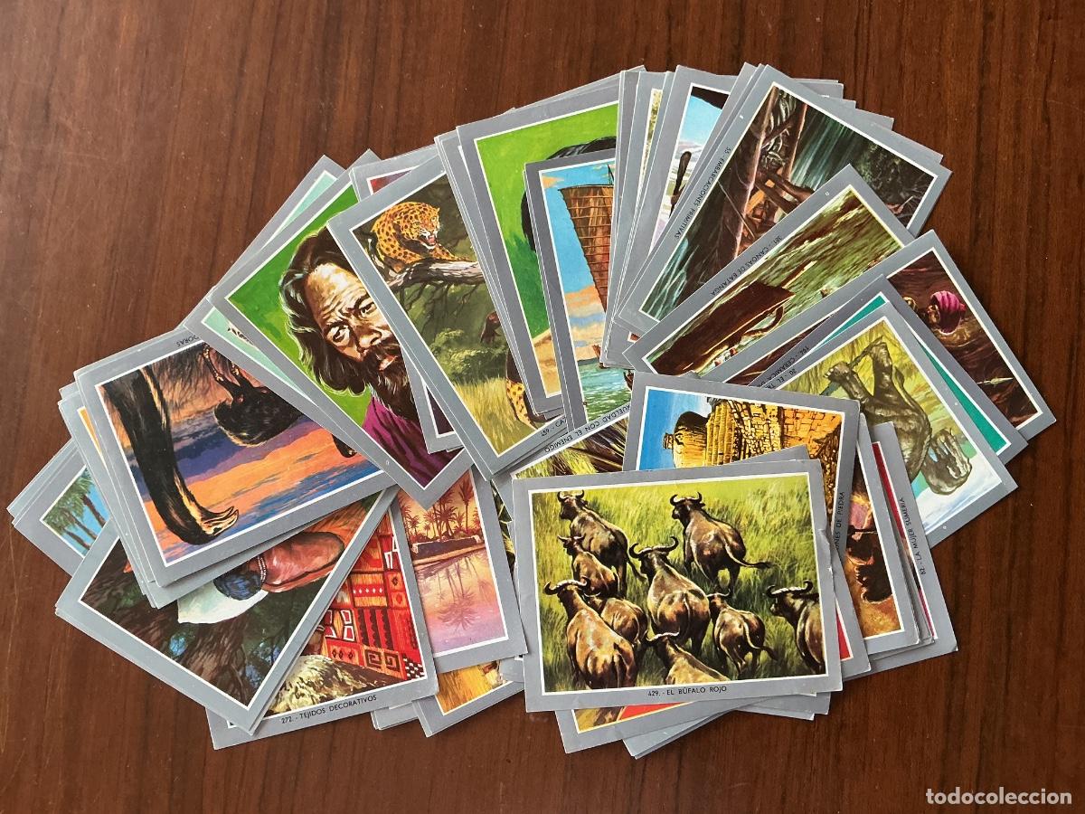 Coleccionismo cromos antiguos: 70 CROMOS VIDA Y COLOR 2 NUNCA PEGADOS 8 X 11 CENT&Iacute;METROS