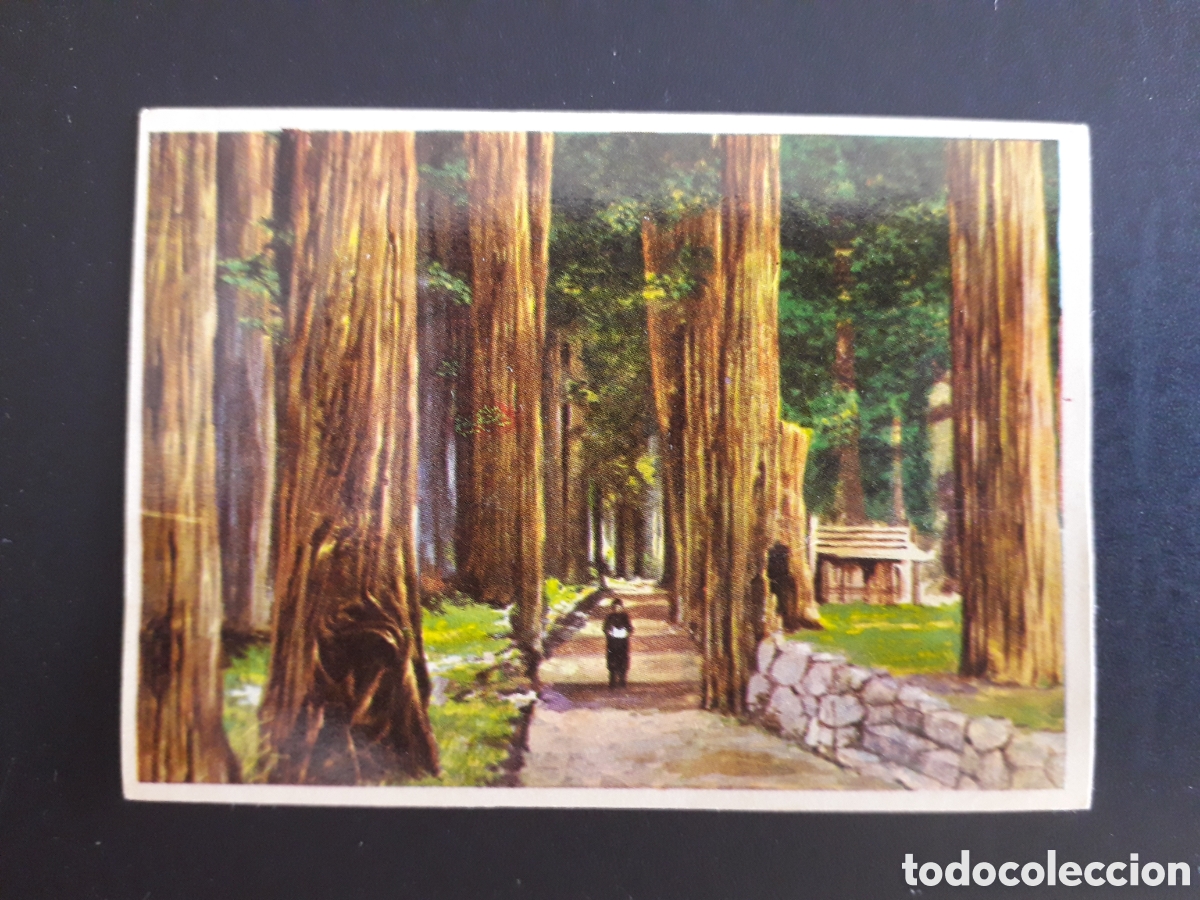 Coleccionismo cromos antiguos: BOSQUE DE KOYSAN, JAP&Oacute;N. LA VUELTA AL MUNDO CON BIMBO 1966 N&deg; 100 SIN PEGAR, PEDIDO M&Iacute;NIMO 3&euro;