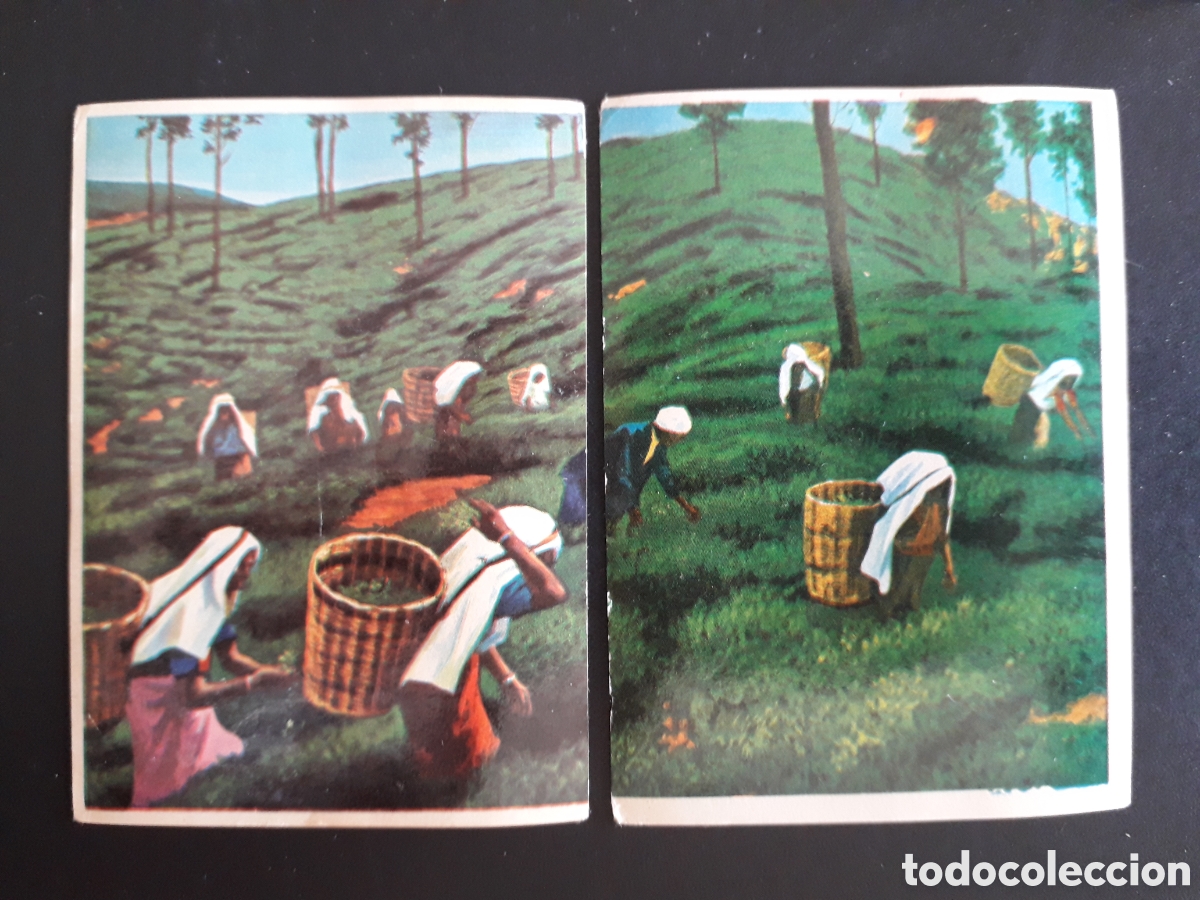Coleccionismo cromos antiguos: PLANTACI&Oacute;N DE T&Eacute;, JAVA, LA VUELTA AL MUNDO CON BIMBO 1966 N&deg; 130 Y 131 SIN PEGAR, PEDIDO M&Iacute;NIMO 3&euro;