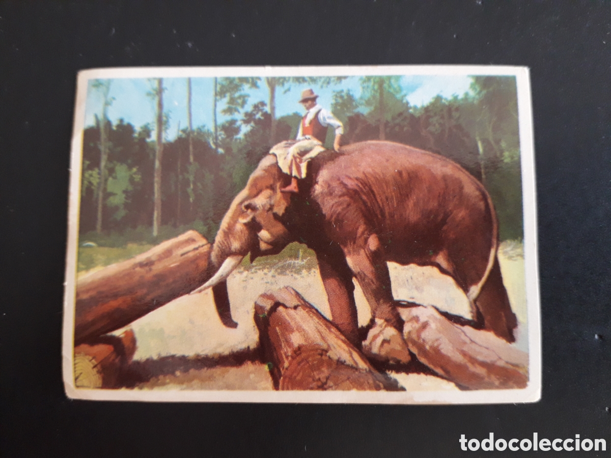 Coleccionismo cromos antiguos: ELEFANTE, LA VUELTA AL MUNDO CON BIMBO 1966 N&deg; 140 SIN PEGAR, PEDIDO M&Iacute;NIMO 3&euro;