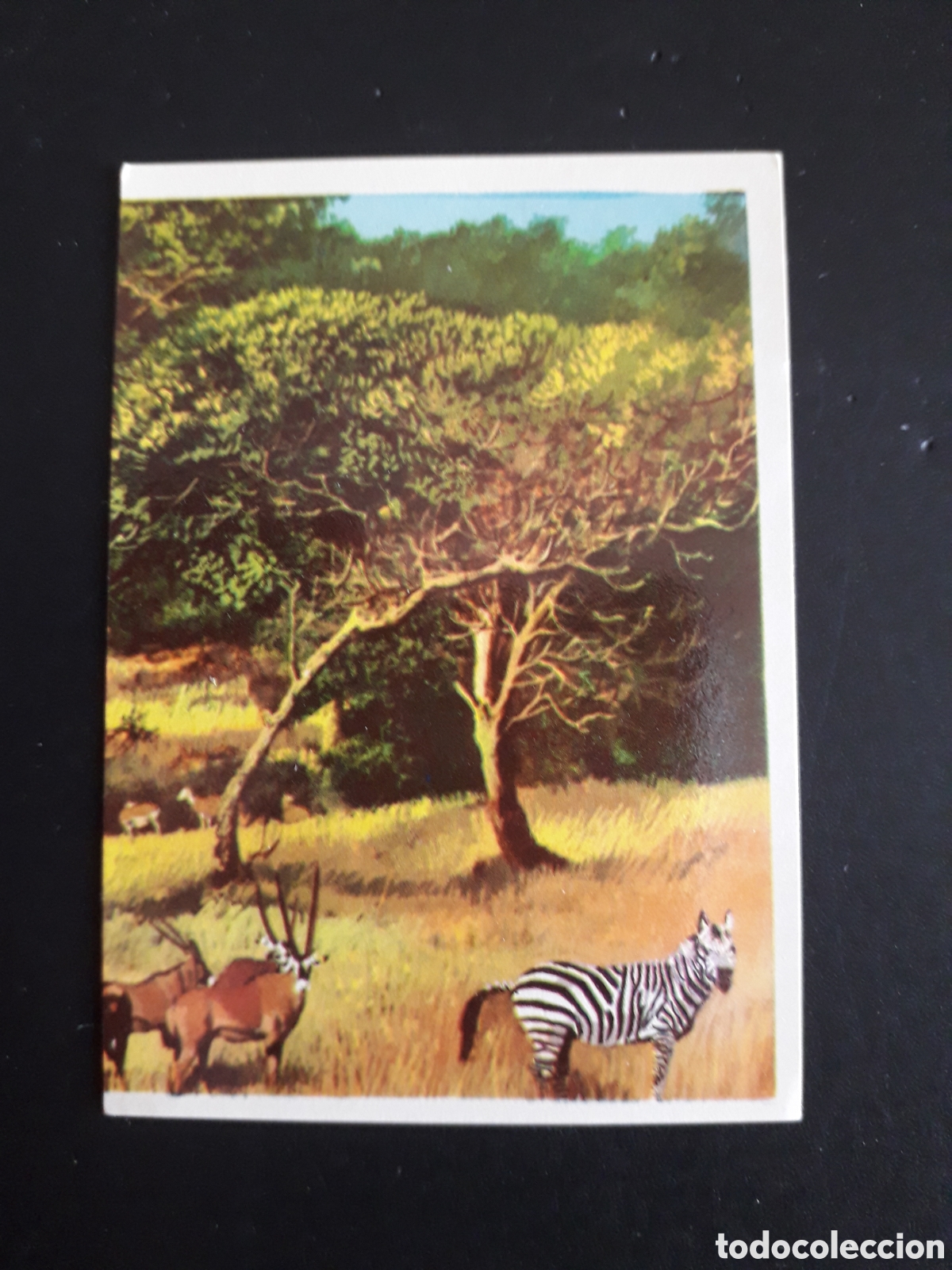 Coleccionismo cromos antiguos: FAUNA AFRICANA, LA VUELTA AL MUNDO CON BIMBO 1966 N&deg; 180 SIN PEGAR, PEDIDO M&Iacute;NIMO 3&euro;