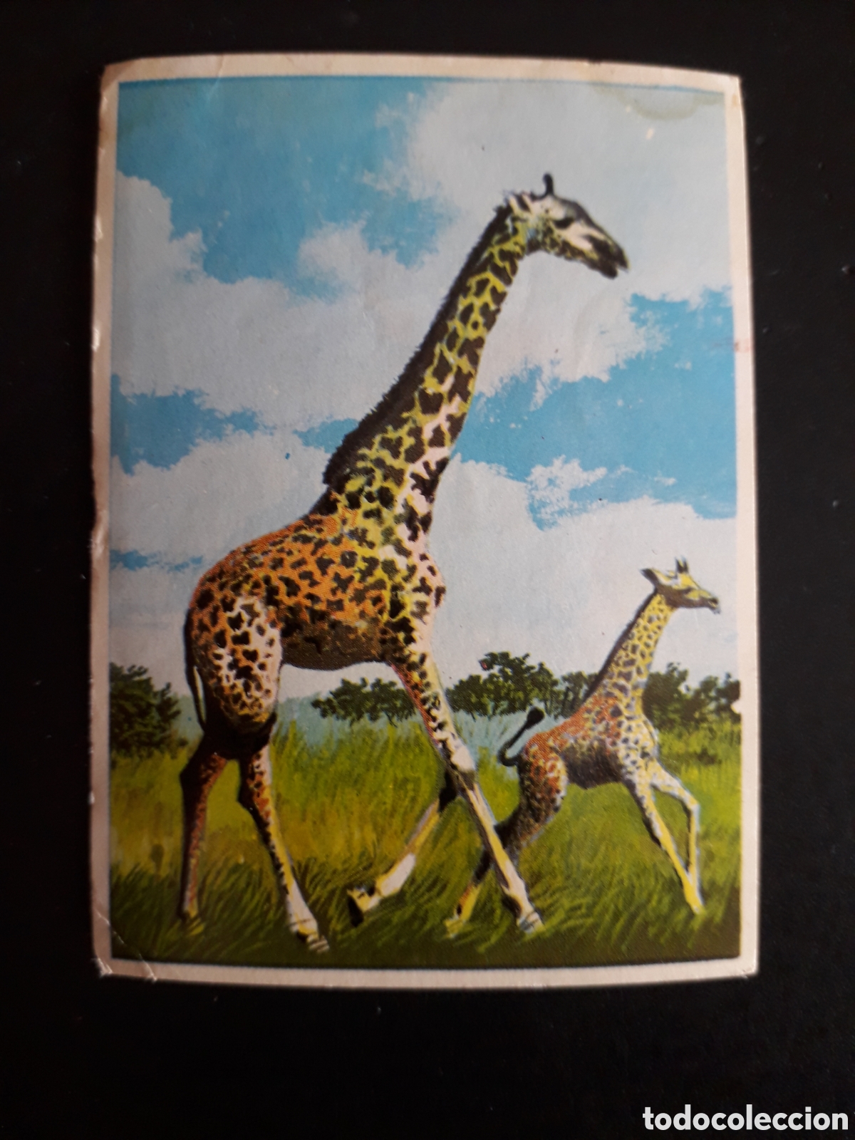 Coleccionismo cromos antiguos: JIRAFAS, &Aacute;FRICA, LA VUELTA AL MUNDO CON BIMBO 1966 N&deg; 182 DESPEGADO, PEDIDO M&Iacute;NIMO 3&euro;