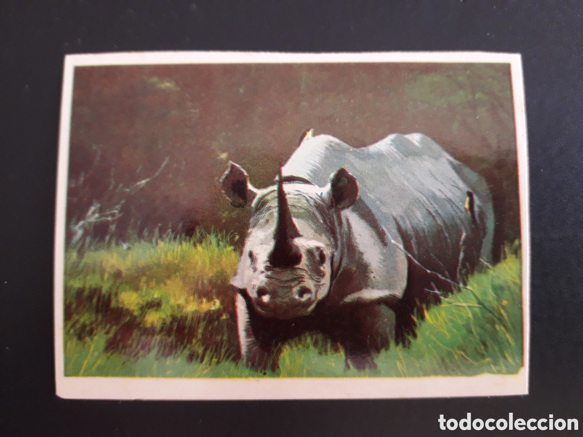 Coleccionismo cromos antiguos: RINOCERONTE, &Aacute;FRICA, LA VUELTA AL MUNDO CON BIMBO 1966 N&deg; 183 SIN PEGAR, PEDIDO M&Iacute;NIMO 3&euro;