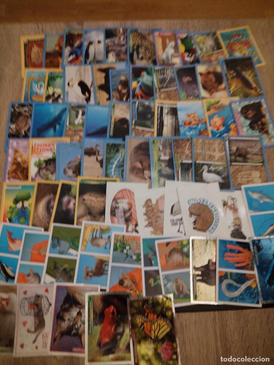 Coleccionismo cromos antiguos: El gran &aacute;lbum del mundo animal 2013 -Lote de 65 cromos diferentes