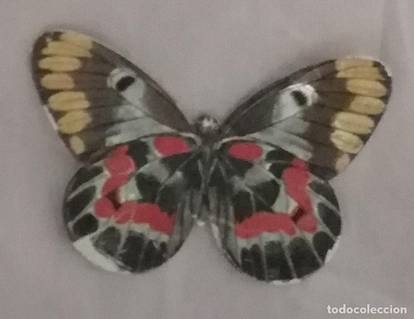 Coleccionismo cromos antiguos: Cromo n&ordm; 29 del album Las cien mariposas mas bellas del mundo, Panrico