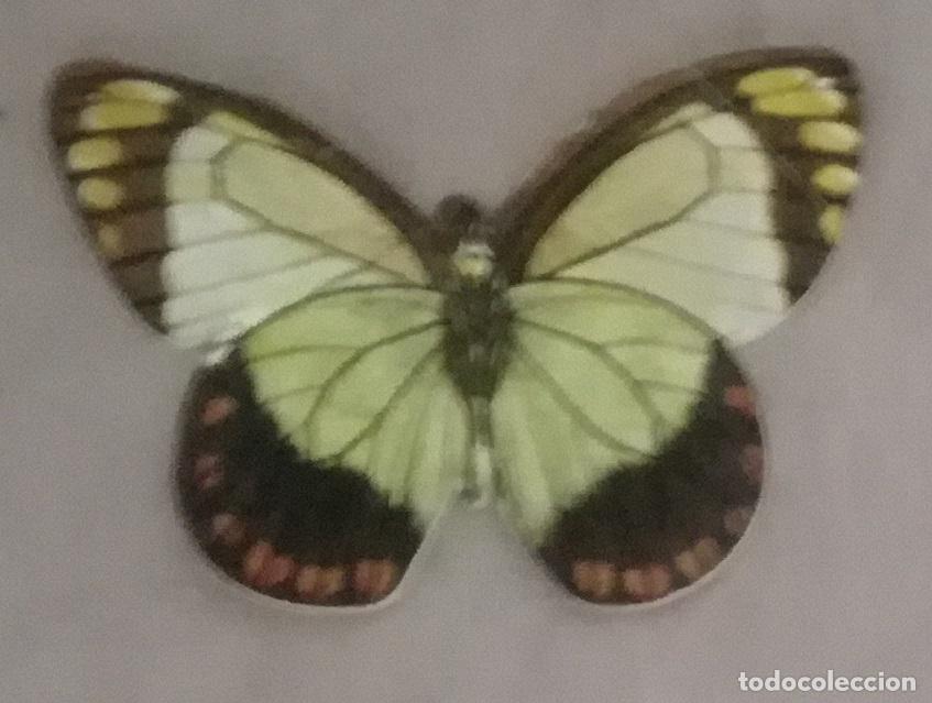 Coleccionismo cromos antiguos: Cromo n&ordm; 13 del album Las cien mariposas mas bellas del mundo, Panrico