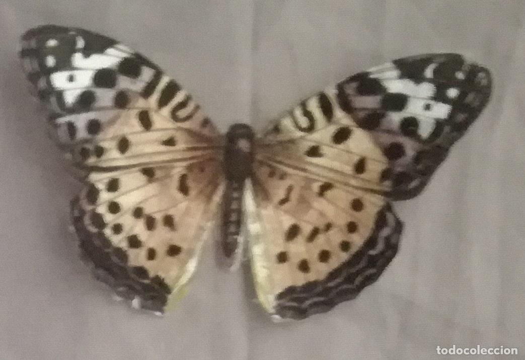 Coleccionismo cromos antiguos: Cromo n&ordm; 79 del album Las cien mariposas mas bellas del mundo, Panrico