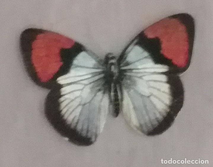 Coleccionismo cromos antiguos: Cromo n&ordm; 50 del album Las cien mariposas mas bellas del mundo, Panrico